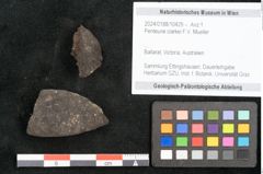 Foto (Objekt + Etikett) von Penteune clarkei F.V. Mueller (NHMW-GEO-2024-0188-10429)